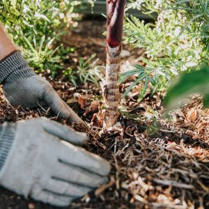 Gardening Services, Perth | The Greenscape Collective