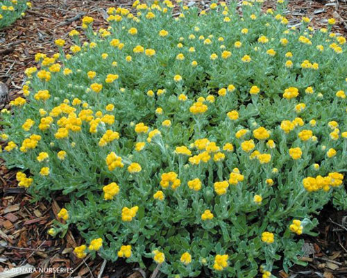Actuellement en saison des fleurs de jardin jaune Perth