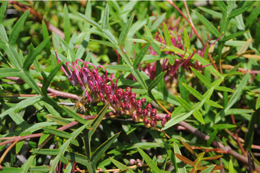 The 6 Best Australian Native Plants For Waterwise Perth Garden Designs The Greenscape